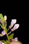 South Americn skullcap